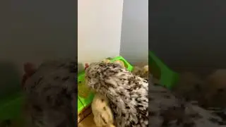 ОБЕД! 🐥🐓🐥 АЛТАЙСКАЯ БЕНТАМКА