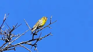 Singing European Serin