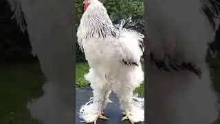 Beautiful birds