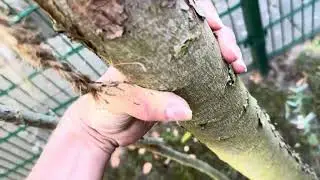 Update zu allen exotischen Pflanzen in meinem Vorgarten (Eukalyptus Gunnii „Azura“, Olivenbaum, …)