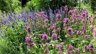 " Der schöne Staudengarten in der Gartenlehranstalt in Berlin"- Wolfgang Schmökel