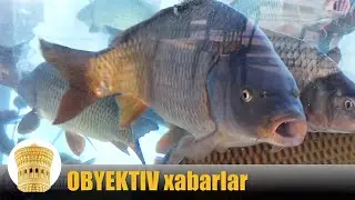 Vengriyalik baliqlar To'dako'lda @ Buxoro va Navoiy kun yangiliklari