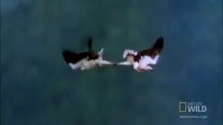 🔥 Eagle duel epic