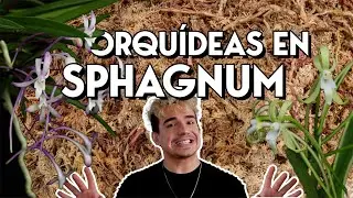 Musgo de Sphagnum como medio para orquídeas | | ¡Cambiando más de 70 orquídeas de maceta!