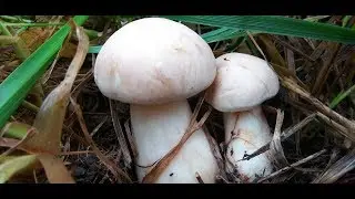 Calocybe Gambosa mayo 2018
