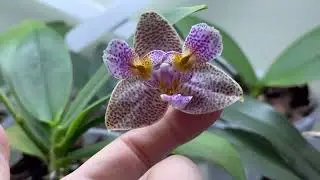 ORCHID LEAF TURGOES YELLOW 🤔 LEAF TURGORS HAVE RETURNED IN THE PLAGRON