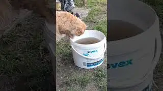 Кот ловит рыбу из ведра