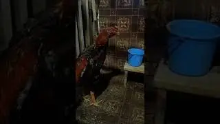 чудо мазь после боя для петуха