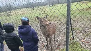 Feeding Reindeers 🥕 #reindeer #gabrielandrosey #christmas