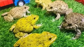 Frog said Don’t mess with me  funny video frog 🐸 #frog #funnyanimals