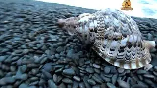 Горн Тритона Зов моря