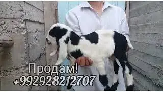 Продам козлы