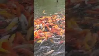 Biggest Koi pond in SL #koifish #biggest #fish