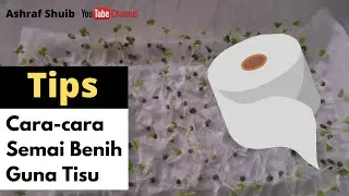 Semai biji benih dengan tisu