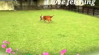 Funny Rocky
