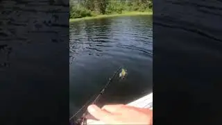 Quick Release