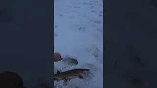 Поймал щуку на жерлицу с украденой блесной🙂