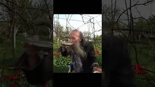 золотнік  