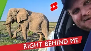 GOOD MORNING TO A WILD ELEPHANT | Namibia 🇳🇦 #Shorts