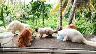 Persians Balcony Party..