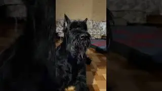 Играем с собакой вечером, прекрасное настроение.