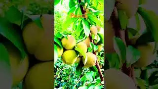 #peach