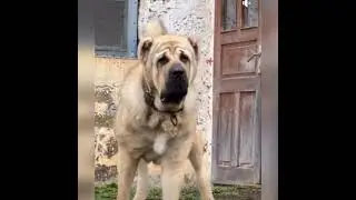 🐶 köpek 🌹