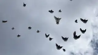 Голуби Енакиево