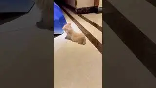 Dafu the Dog: Game On!｜#dog #dogs #dogshorts #shorts #shortvideo #pets #petnews #pet