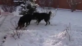 Тибетские мастифы Барон и Тиша