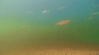 Water World (part 2/2). Camera in the River