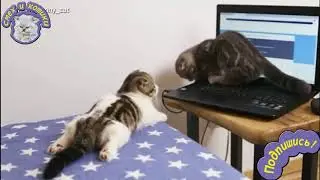 Котята Смотрят Видео Про Белок И Птиц