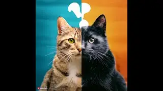 Uncover Your True Niche: Cat Person, Dog Person, or Niche-less?