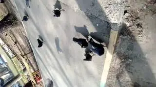 Веду голубей к себе домой Рыжий Тигр