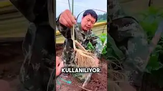 Bu Bitki Koşuyor? #keşfet