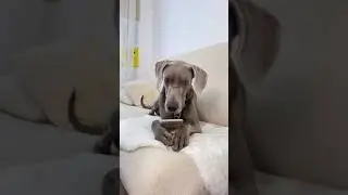 ДЖОНИ ПРОМЕНЯЛ ОСКАРА НА ДЕВЧОНКУ😡
