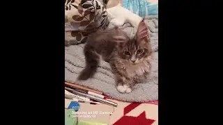 Котята наши. Апрель и май 2023 г
