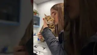 Il mio CANE consola la mia GATTA dal VETERINARIO🥹🐯❤️🐶