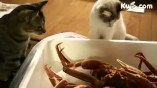 котэ и неведанная хрень