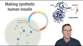 Making synthetic human insulin