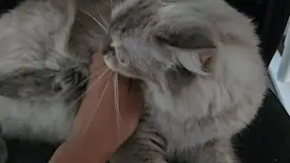 Cuanto odio la vida de un gato