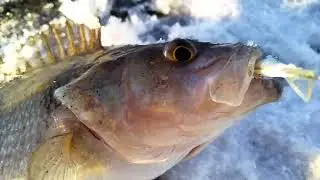 Мороз. Солнце. Окунь горбатый!!! Первый лёд!!!