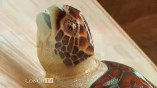 KeysTV.com Florida Keys Key West -  Key West Turtle Museum