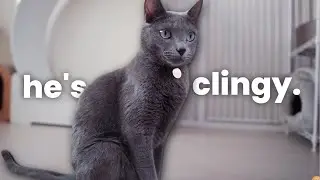 I Adopted a Russian Blue Cat in a TINY Apartment (Do I Recommend It?)