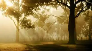 Josue - The Forest Speaks