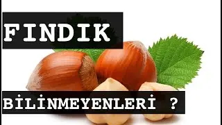 FINDIK / BİLİNMEYENLERİ                                 #fındık #fındıkbilinmeyenleri #bilinmeyenler