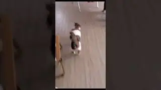 Чёрная дыра 🐱#webm #приколы #юмор #cat #mem #коты #космос #коты