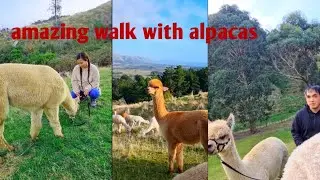 amazing walk with alpacas