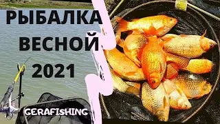 Весенний золотой карась 2021. Рыбалка на фидер.
