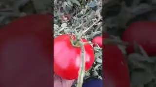 Atalık domates (Mehmet Bağdatlı) üyemizden